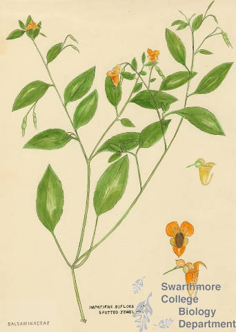 Botanical drawing of genus Impatiens and species biflora
