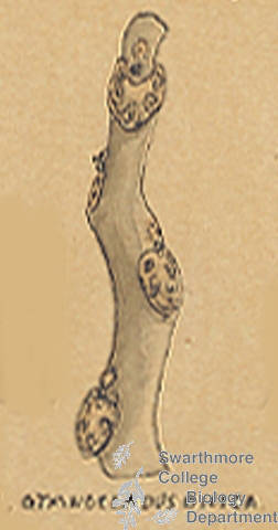 Botanical drawing of genus Gymnocladus and species dioica