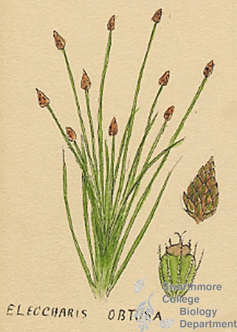 Botanical drawing of genus Eleocharis and species obtusa