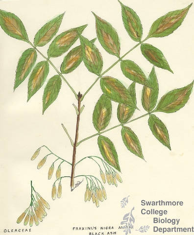 Botanical drawing of genus Fraxinus and species nigra