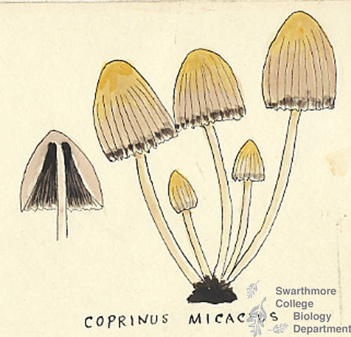 Botanical drawing of genus Coprinus and species micaceus
