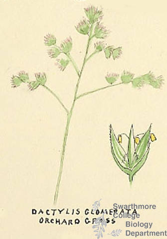 Botanical drawing of genus Dactylis and species glomerata