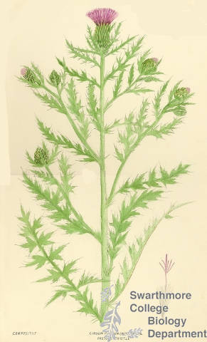 Botanical drawing of genus Cirsium and species pumilum