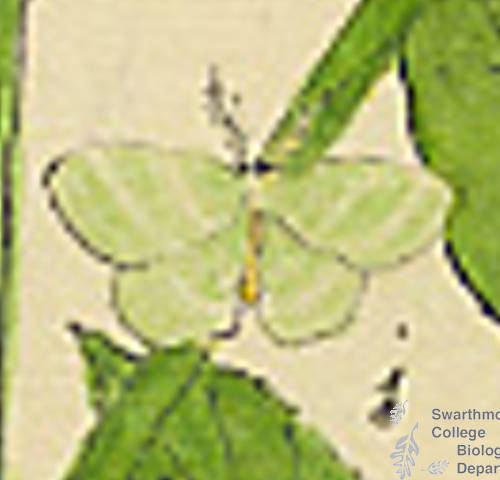 Botanical drawing of genus Dyspteris and species abortivaria