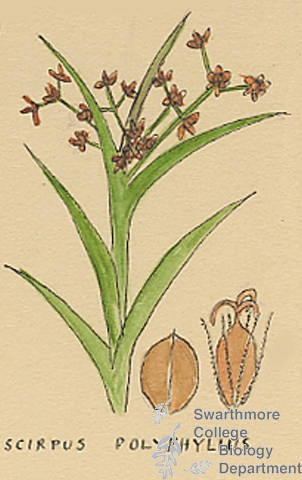 Botanical drawing of genus Scirpus and species polyphyllus