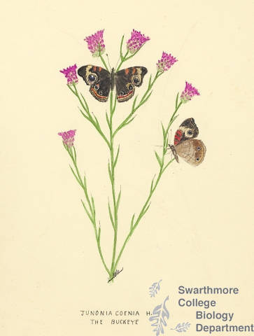 Botanical drawing of genus Junonia and species coenia