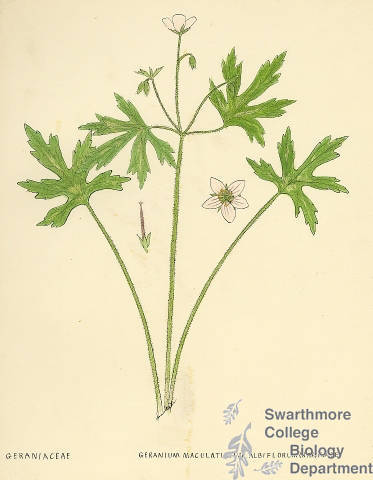 Botanical drawing of genus Geranium and species maculatum