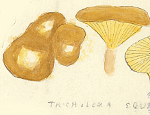 Botanical drawing of genus Tricholoma and species equestqe