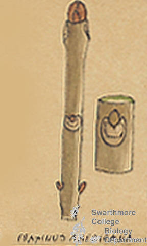 Botanical drawing of genus Fraxinus and species americana