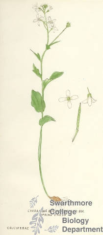 Botanical drawing of genus Cardamine and species bulbosa