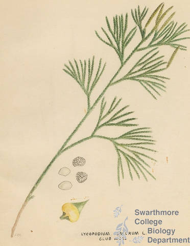 Botanical drawing of genus Lycopodium and species obscurum