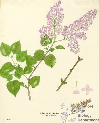 Botanical drawing of genus Syringa and species vulgaris