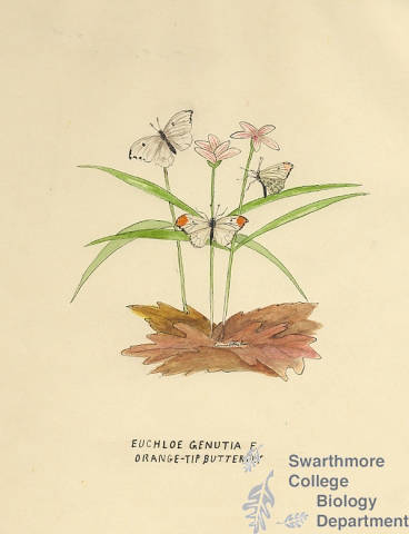 Botanical drawing of genus Euchloe and species genutia