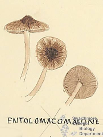 Botanical drawing of genus Entoloma and species commune