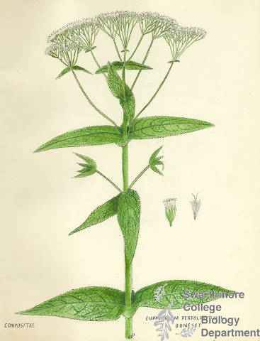 Botanical drawing of genus Eupatorium and species perfoliatum
