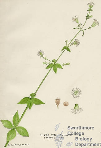 Botanical drawing of genus Silene and species stellata