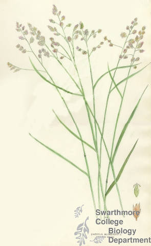 Botanical drawing of genus Dactylis and species glomerata