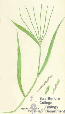 Botanical drawing of genus Digitaria and species sanguinalis