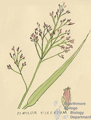 Botanical drawing of genus Panicum and species virgatum