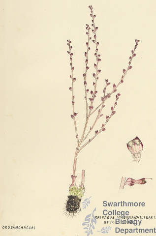 Botanical drawing of genus Epifagus and species virginiana