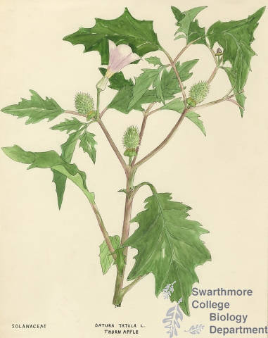 Botanical drawing of genus Datura and species tatula