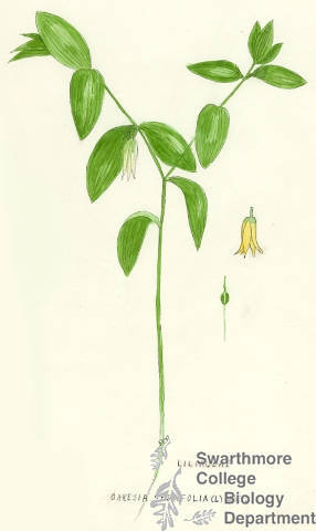 Botanical drawing of genus Oakesia and species sessifolia
