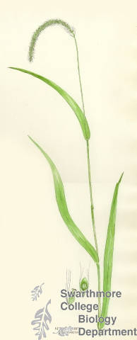 Botanical drawing of genus Setaria and species faberi