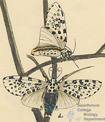 Botanical drawing of genus Ecpantheria and species deflorata