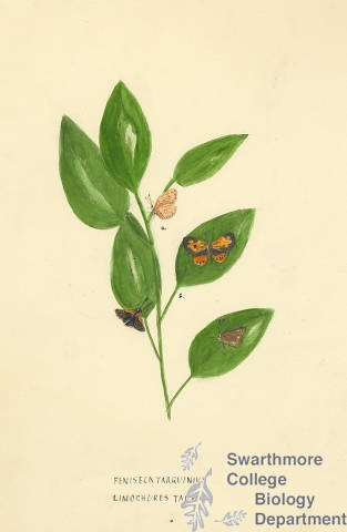 Botanical drawing of genus Feniseca and species tarquinius