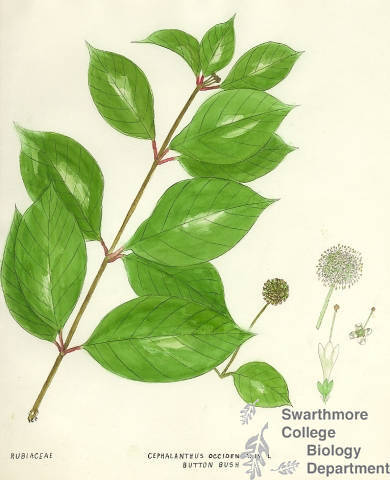 Botanical drawing of genus Cephalanthus and species occidentalis
