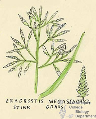 Botanical drawing of genus Eragrostis and species megastachya