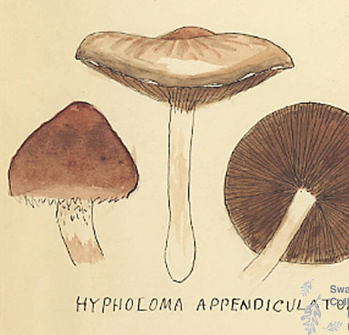 Botanical drawing of genus Hypholoma and species appendiculatum