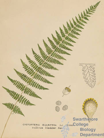 Botanical drawing of genus Cystopteris and species bulbifera