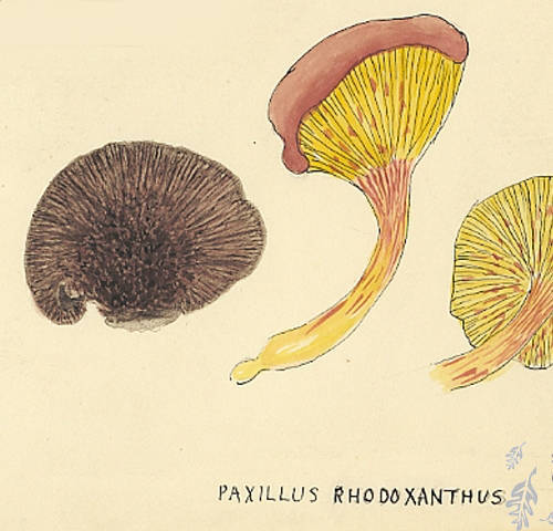 Botanical drawing of genus Paxillus and species rhodoxanthus