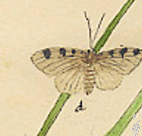 Botanical drawing of genus Cymatophora and species cootaria