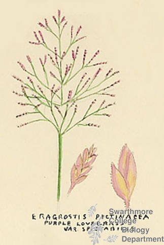 Botanical drawing of genus Eragrostis and species pectinacea