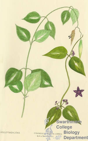 Botanical drawing of genus Cynanchum and species nigrum