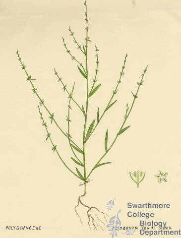 Botanical drawing of genus Polygonum and species tenue