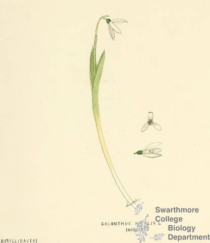 Botanical drawing of genus Galanthus and species nivalis