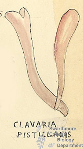 Botanical drawing of genus Clavaria and species pistillaris