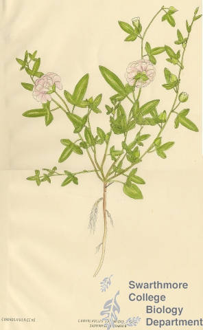 Botanical drawing of genus Convolvulus and species japoniscus