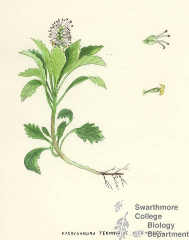 Botanical drawing of genus Pachysandra and species terminalis