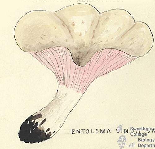 Botanical drawing of genus Entoloma and species sinuatum
