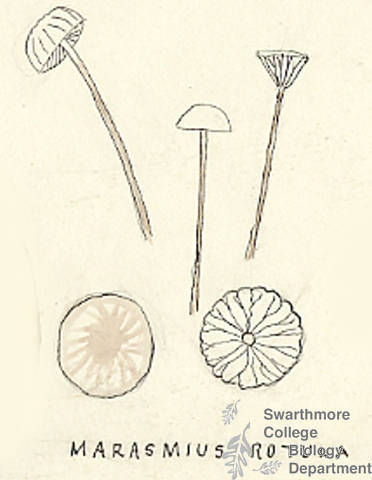 Botanical drawing of genus Marasmius and species rotula