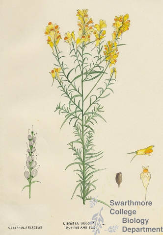 Botanical drawing of genus Linaria and species vulgaris