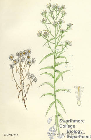Botanical drawing of genus Gnaphalium and species polycephalum