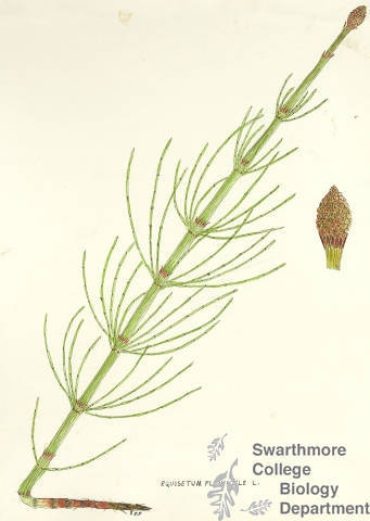 Botanical drawing of genus Equisetum and species fluviatile