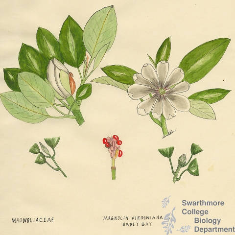 Botanical drawing of genus Magnolia and species virginiana