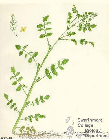 Botanical drawing of genus Radicula and species nasturtium-aquaticum