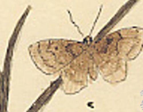 Botanical drawing of genus Noctua and species plecta